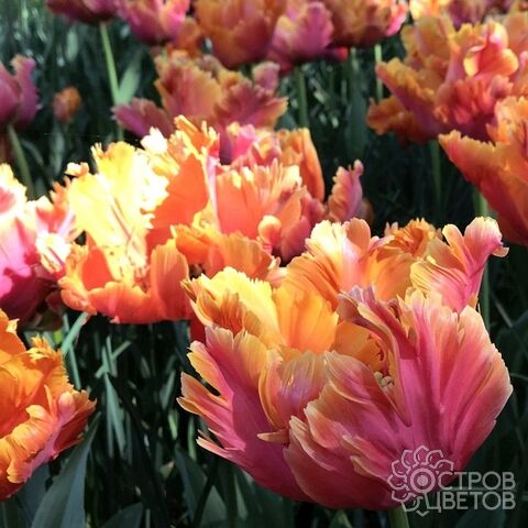 Tulip Exotic Parrot ...