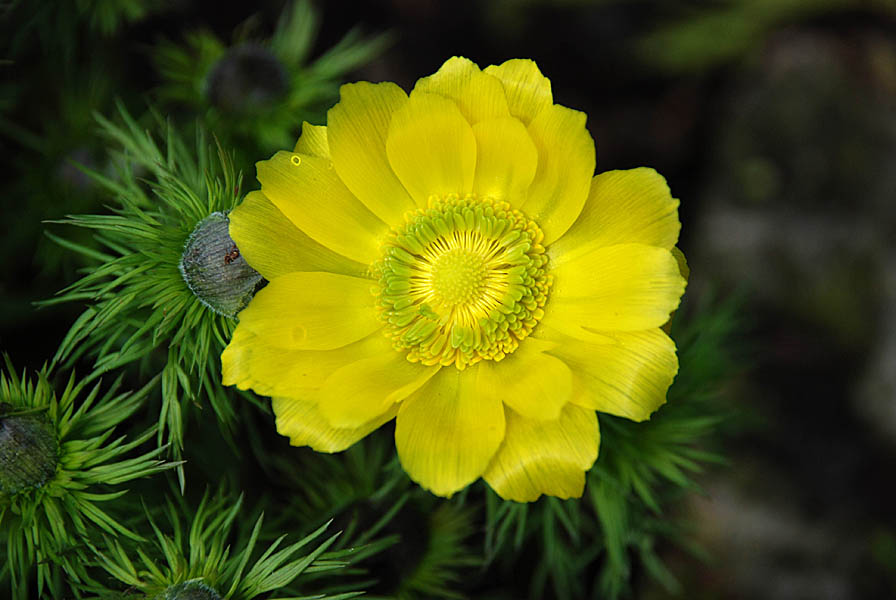 Адонис весенний или Горицвет (Adonis vernalis L.)