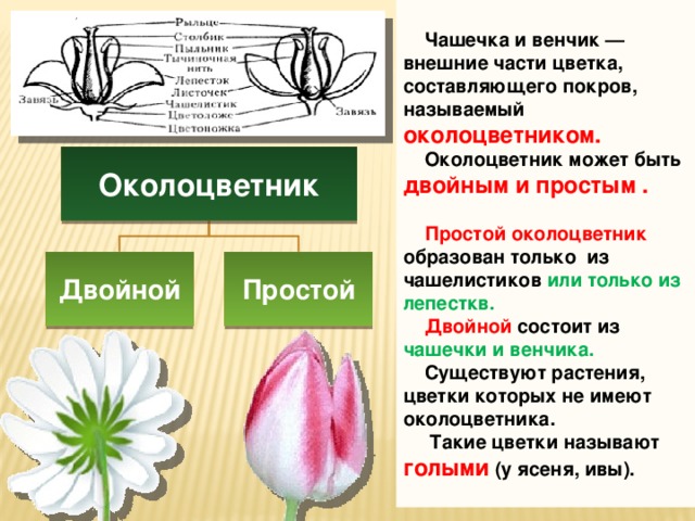 Растение состоит из 2 частей, каких? - презентация онлайн