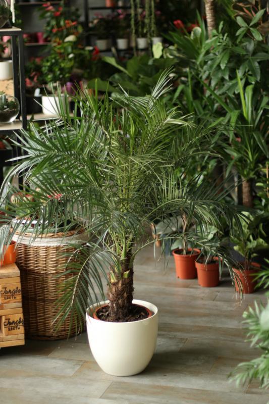 Драцена Dracaena marginata - «Драконова ...