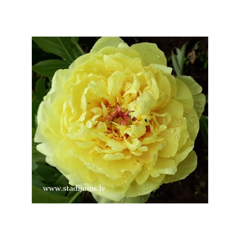 Paeonia Sonoma Yedo Пион Сонома Эдо