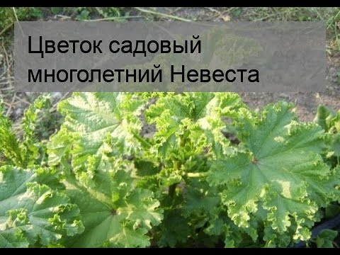 Молочай окаймлённый (белая невеста ...