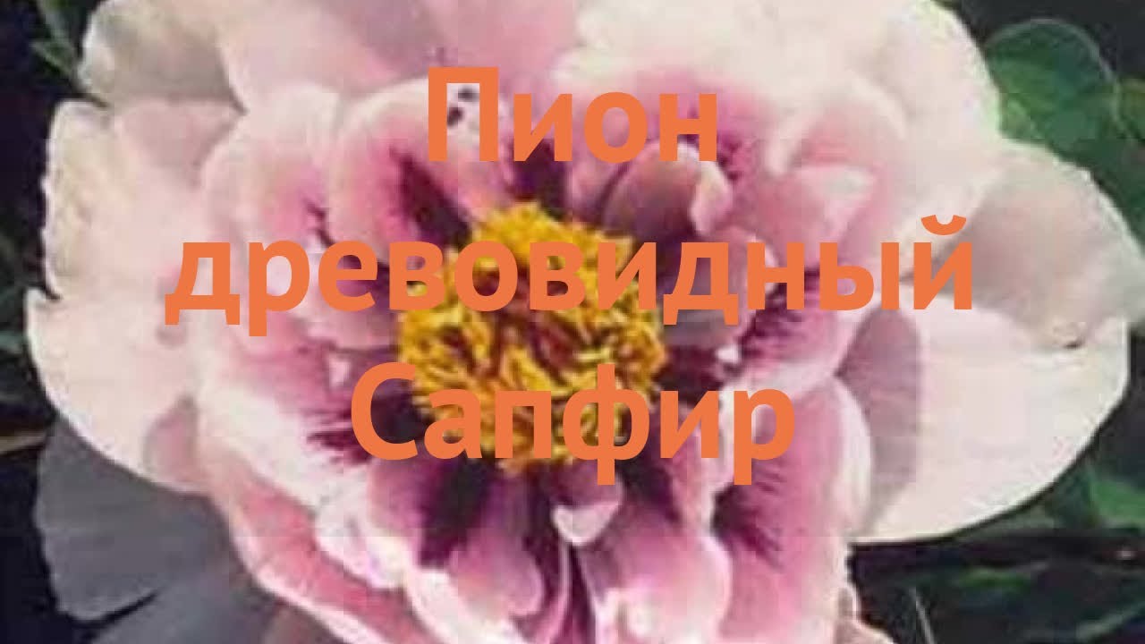 Пион древовидный Сапфир - купить саженцы с доставкой в Москве ...