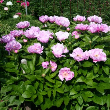 Poppy 'Lilac Pompom'