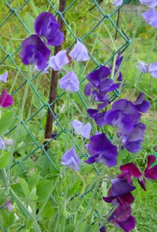 Sweet pea Spring ...