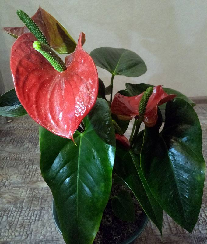 Антуриум Андре Ред (Anthurium Andre Red) Р9 — Питомник Летний сад