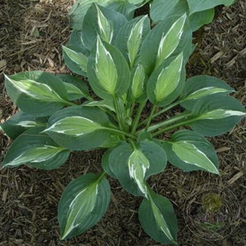 Хоста (Hosta `Sting`)C2-C3 - Клумбы ...