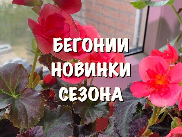 Бегония Бегония. Сорта и виды Бегонии. Садовая ...