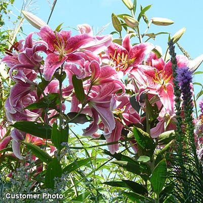 Stargazer Oriental Lily, Lilium - Bag of 3