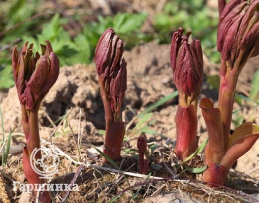 Пион травянистый Корал Сансет купить по ...