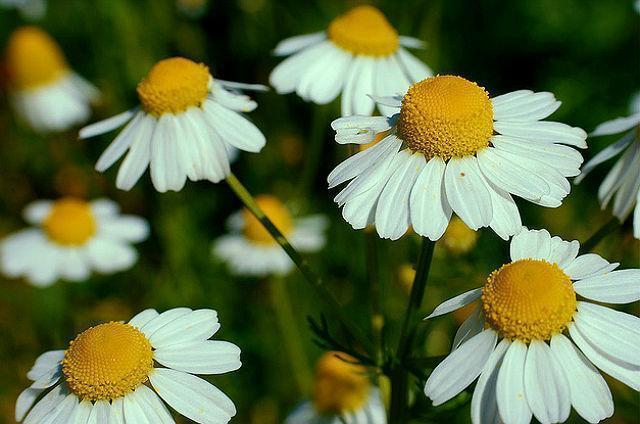 Chamomile Medium Sun Herb Seeds - огромный выбор по лучшим ...