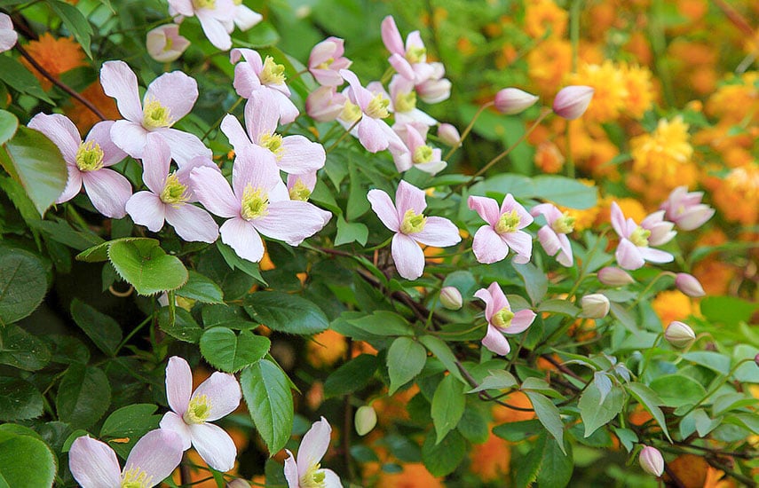 Клематис (Clematis), выращивание клематиса (ломоноса)