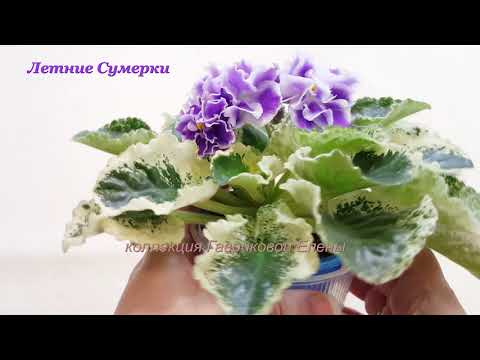 Сенполия: сорта, размножение и уход - Flowers.ua