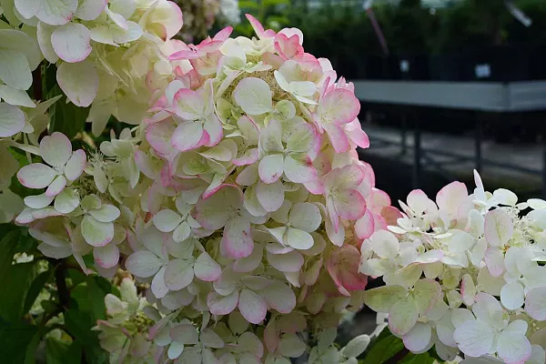 Гортензия метельчатая «Диамант Руж» = «Рендиа» (Hydrangea ...