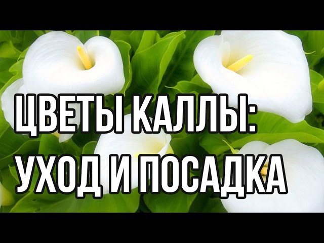 Калла Обыкновенная Блэк Мэджик – купить луковицы в интернет ...