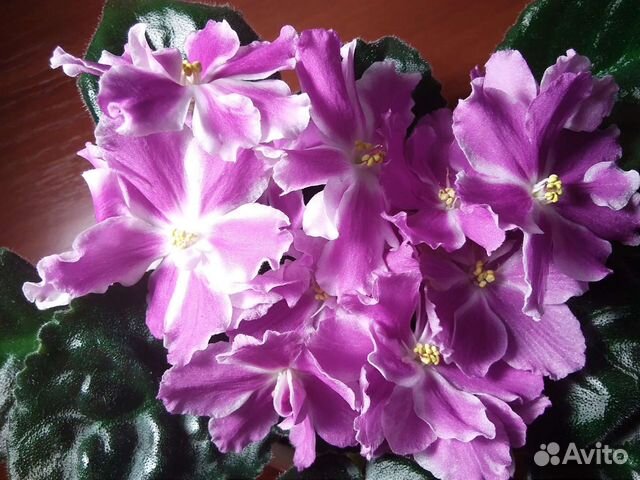 African violet seeds - Dn-New Star ...