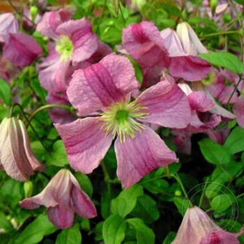 Clematis Emilia Plater Клематис Эмилия ...