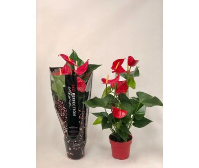 Anthurium Minnesota (деленка без цветов)