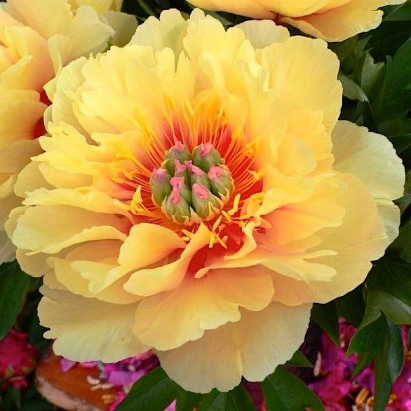 Пион Гардения Paeonia Gardenia 2/3n, 1шт, капер, Колорлайн ...