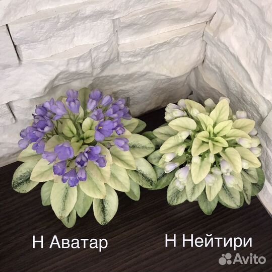 Фиалка Н-Нейтири(мини), в наличии. Цена: 250₽ в Уссурийске