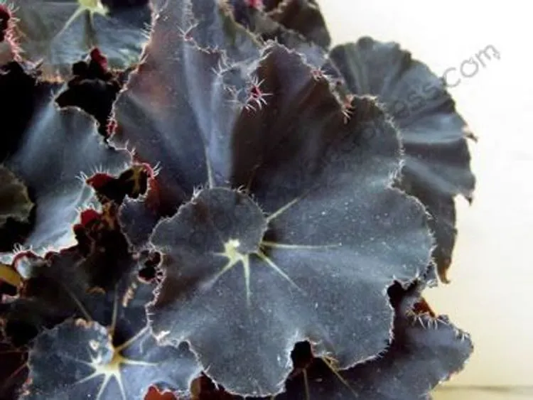 Photo of the entire plant of Begonia 'Black Fang' posted by ...