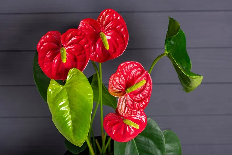 Антуриум (Anthurium) (розовый цвет) - Модель