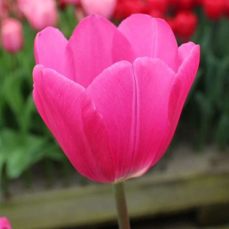 Tulipa en pink ardour | TULENK | Tulipa singel | Tulipa | Все ...