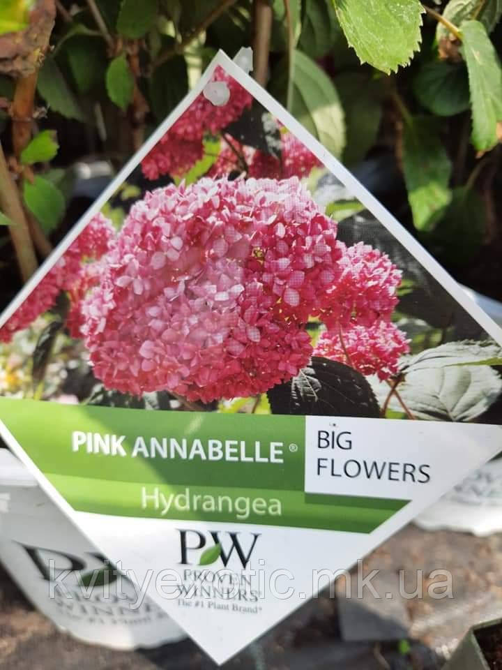 Гортензия древовидная Руби Аннабель (Hydrangea arborescens ...