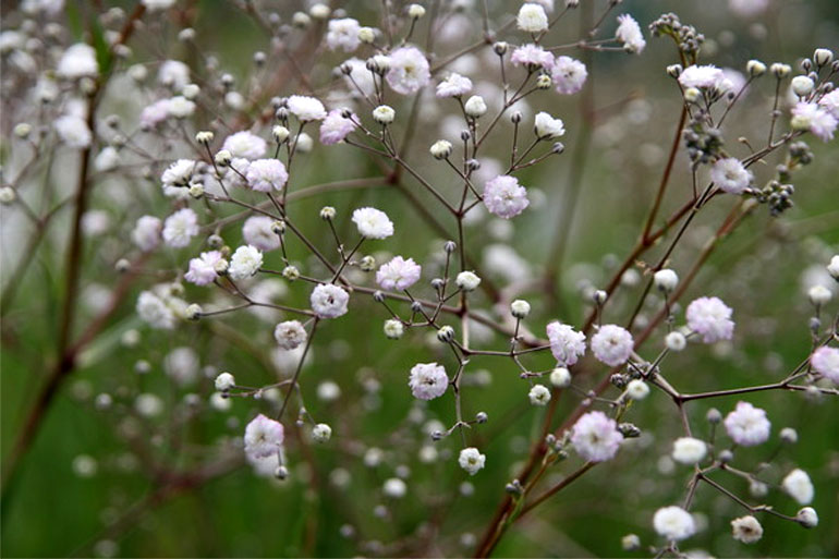 Гипсофила: виды, посадка, размножение и уход - Flowers.ua