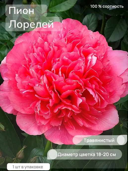 Пион Лорелея (Paeonia Lorelei) купить в ...