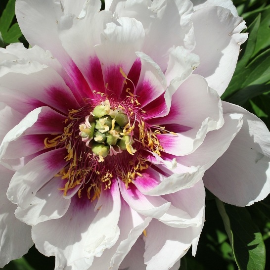 Пион Кора Луиза: купить саженцы Paeonia Itoh Cora Louise в Москве