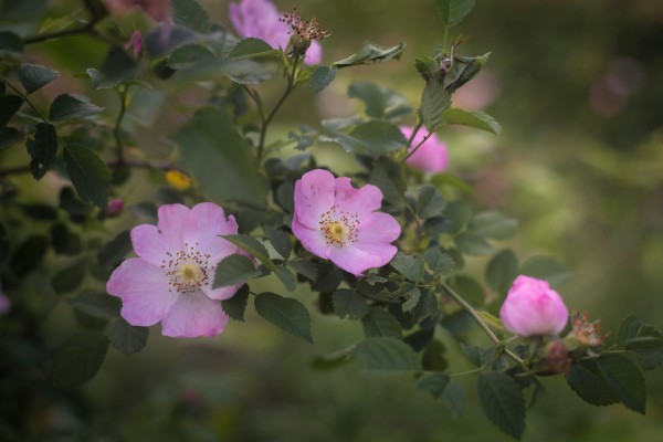 Сеянцы шиповника Донецкий безшипный, Rosa canina(подвой для ...