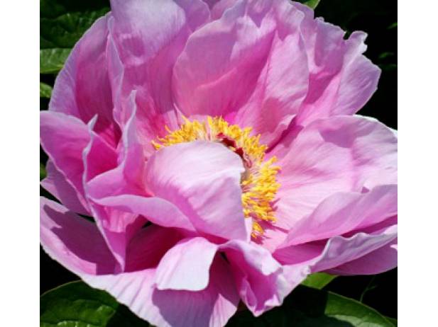 Peony Garden, University of Michigan ...