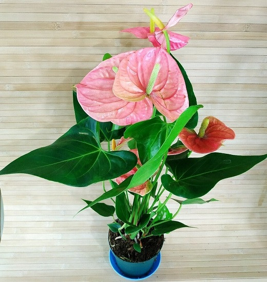 Anthurium (Anthurium andraeanum) in Denver Centennial ...