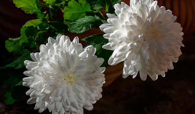 Chrysanthemum INDICUM или Хризантема Индийская (семена)