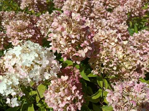 Hydrangea pan. 'Little ...