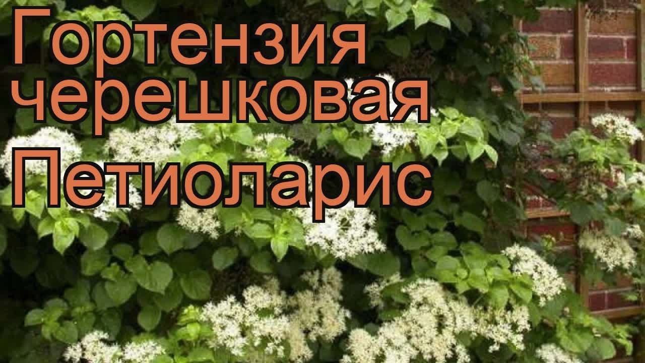 Гортензия плетистая Петиоларис \ Hydrangea petiolaris ...