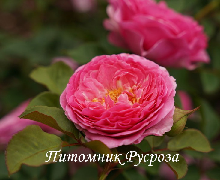 МилеваФрайла #РеневанВегберг #PhenoGenoRoses # Polyantharosen ...