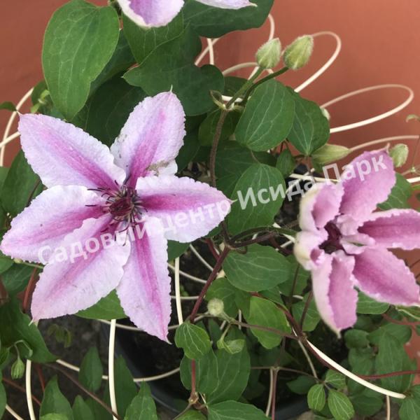 Clematis 'Гиренас' (EL) — Растения Оптовая FlorAccess