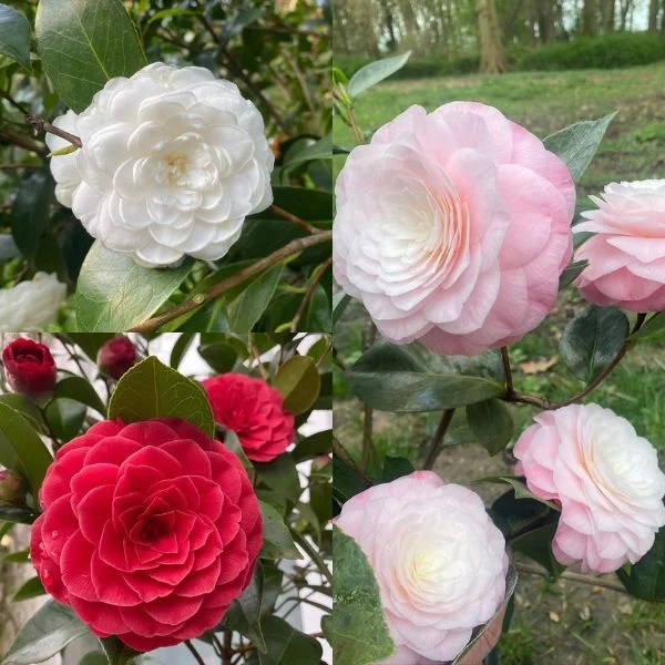 Camellia japonica 'Nuccio's Jewel ...