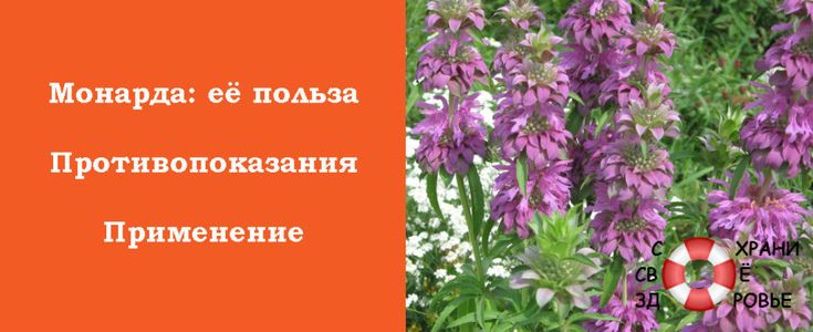 Купить саженцы монарды с доставкой по всей России