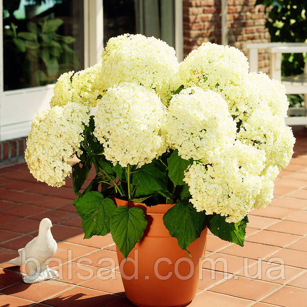 Hydrangea arborescens `Strong ...