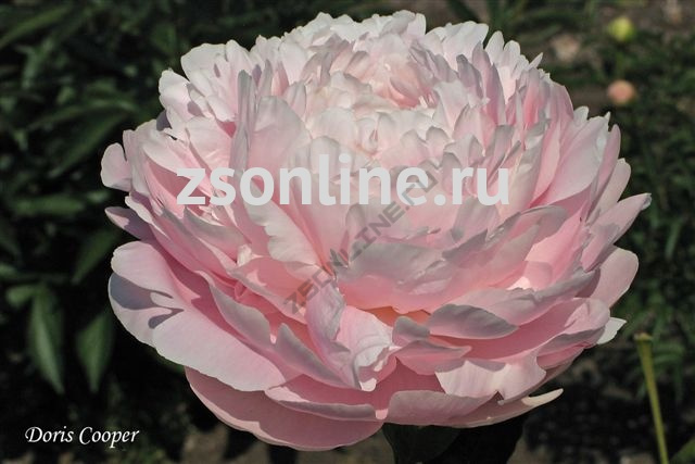 PEONY DINNER PLATE - FMI Farms