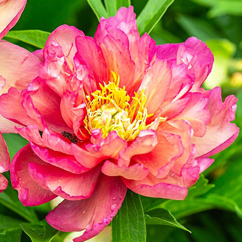 Paeonia Itoh Hybrids Julia Rose