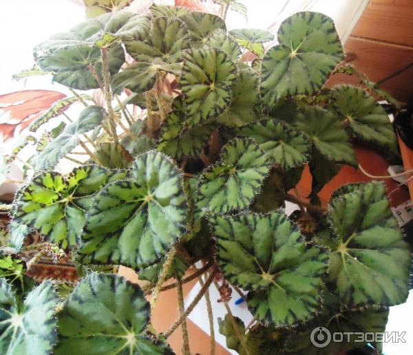 Бегония клубневая (Begonia x tuberhybrida) - Питомник роз