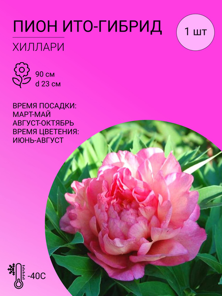 Пион ито-гибрид Хиллари (Paeonia Itoh Hillary) 7.5 л ...