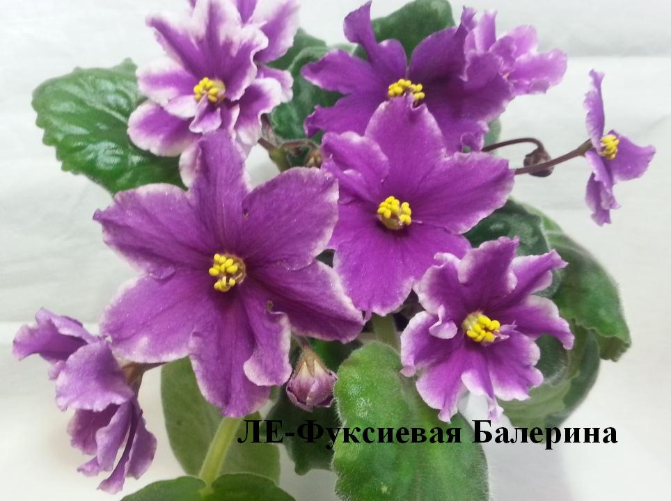 Фиалка Buckeye Ballerina (ID#19133805), цена: 50 ₴, купить ...