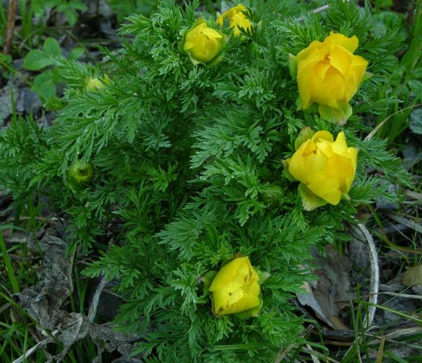 Адонис весенний (Adonis vernalis L.)