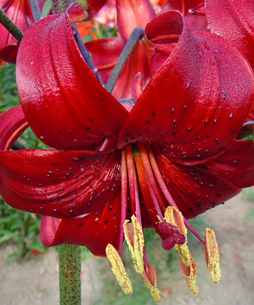 Lilium 'Red Velvet' — Википедия