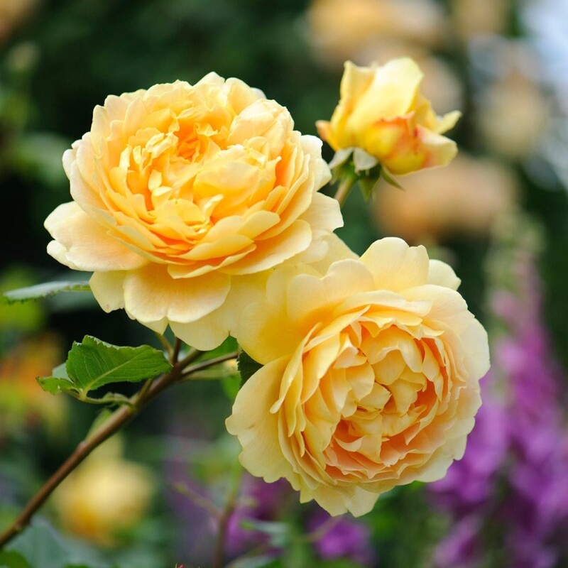 Rose 'Golden Celebration' : buy Rose 'Golden Celebration ...